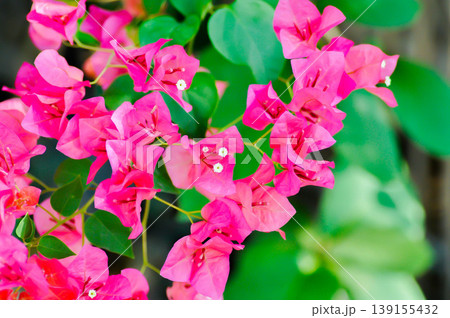 Bougainvillea or paper flower , red paper flower or fuchsia flower 139155432