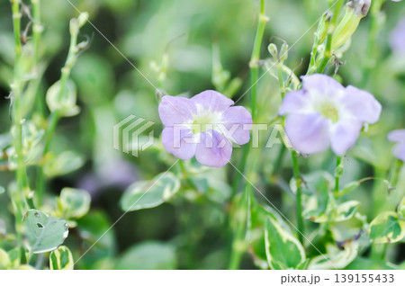Asystasia gangetica or Asystasia gangetica St Johns or Ganges Primrose, Ganges River asystacia or Chinese violet or purple flower Asystasia gangetica or Asystasia gangetica St Johns or Ganges Primrose, Ganges River asystacia or Chinese violet or purple flower 139155433