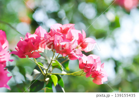 Bougainvillea or paper flower , red paper flower or fuchsia flower 139155435