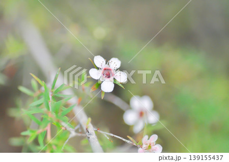Astartea affinis, Broom tea tree or Chamelaucium uncinatum or Leptospermum scoparium or manuka flower or Myrtaceae or New Zealand manuka or Tea tree or west coast astartea flower Astartea affinis, Broom tea tree or Chamelaucium uncinatum or Leptospermum scoparium or manuka flower or Myrtaceae or New Zealand manuka or Tea tree or west coast astartea flower 139155437