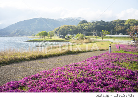 芝桜と新緑の東郷池周辺 139155438