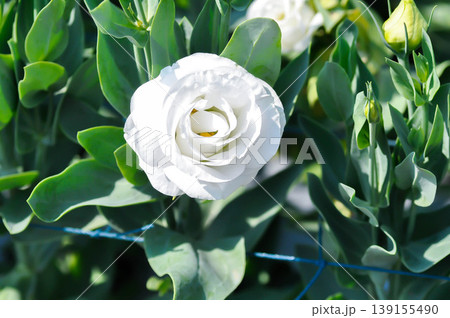 Eustoma grandiflorum Raf Shinners or Eustoma russellianum Hook G Don or GENTIANACEAE or lisianthus or Prairie Gentian or white flower Eustoma grandiflorum Raf Shinners or Eustoma russellianum Hook G Don or GENTIANACEAE or lisianthus or Prairie Gentian or white flower 139155490