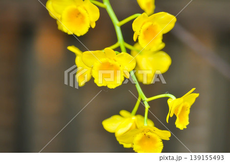 yellow orchid, orchid or ORCHIDACEAE flower or Dendrobium lindleyi Steud or Dendrobium lindleyi or yellow flower yellow orchid, orchid or ORCHIDACEAE flower or Dendrobium lindleyi Steud or Dendrobium lindleyi or yellow flower 139155493