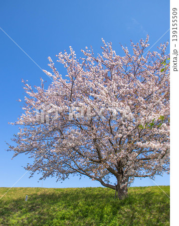 快晴の下で土手に咲く満開の桜 快晴の下で土手に咲く満開の桜 139155509