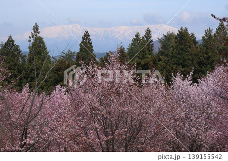 雪残る飯豊連峰と桜の競演 春の日本風景 福島県北塩原村 雪残る飯豊連峰と桜の競演 春の日本風景 福島県北塩原村 139155542