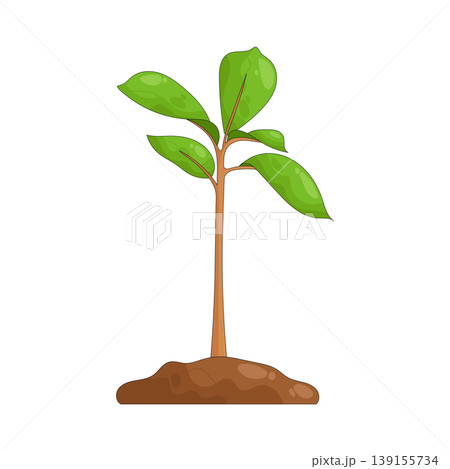 Illustration of plant 139155734