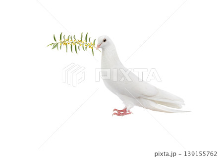 white pigeon on a white background with an olive branch 139155762