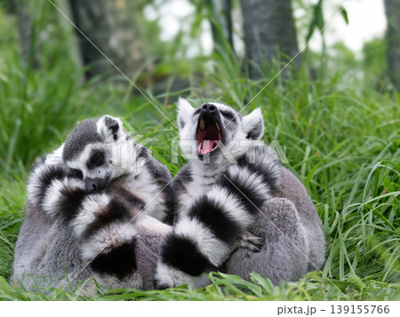 two sleeping lemurs in the grass two sleeping lemurs in the grass 139155766