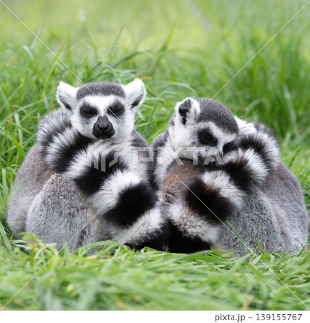 two sleeping lemurs in the grass two sleeping lemurs in the grass 139155767