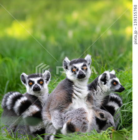 three lemurs sitting in the grass and looking at the camera three lemurs sitting in the grass and looking at the camera 139155768