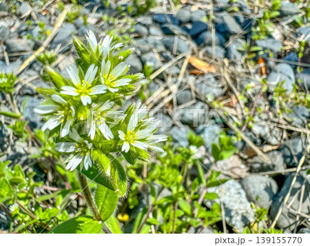 春の庭に咲いた白い花~和蘭耳菜草~ 春の庭に咲いた白い花~和蘭耳菜草~ 139155770