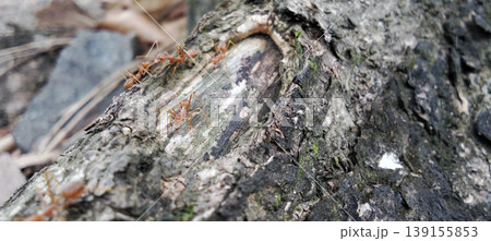 Red ant colony on a log, macro photography, nature detail. Red ant colony on a log, macro photography, nature detail. 139155853