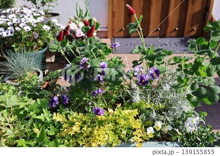 横長プランターに植えられた花々 横長プランターに植えられた花々 139155855