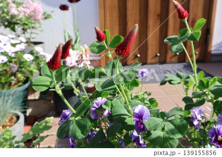 赤い花のクリムゾンクローバー 赤い花のクリムゾンクローバー 139155856