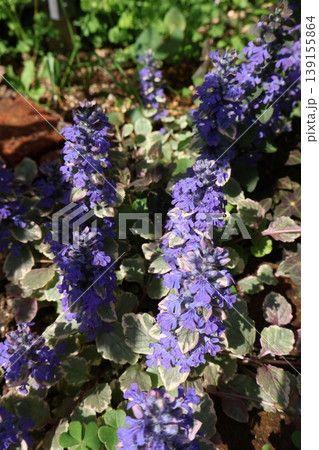 紫色の花を咲かせたアジュガ 紫色の花を咲かせたアジュガ 139155864