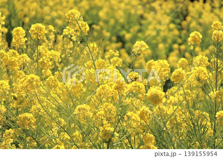 春の訪れを告げる菜の花 139155954