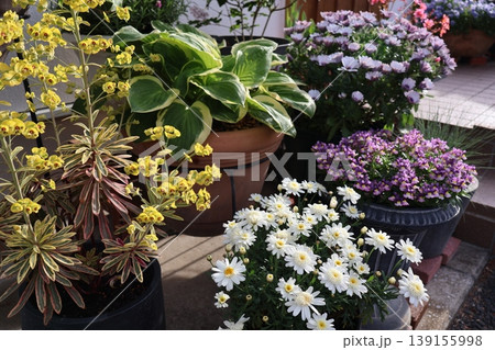 春の花の寄せ鉢 春の花の寄せ鉢 139155998