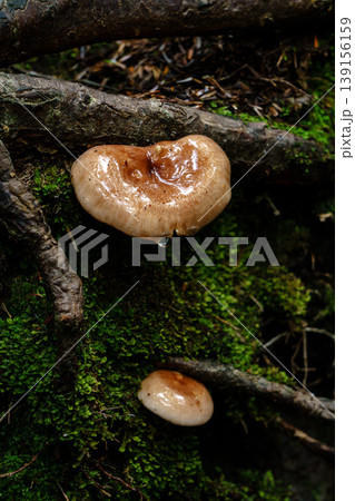 登山中の樹林帯で見かけた小さなキノコと苔の自然風景 登山中の樹林帯で見かけた小さなキノコと苔の自然風景 139156159