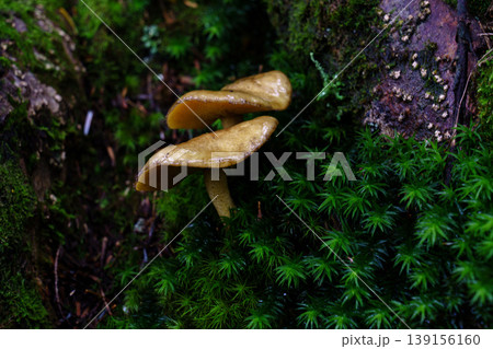 登山中の樹林帯で見かけた小さなキノコと苔の自然風景 139156160