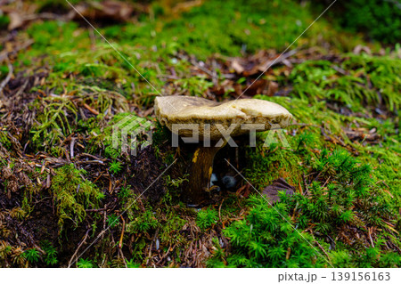 登山中の樹林帯で見かけた小さなキノコと苔の自然風景 139156163