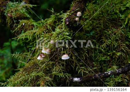 登山中の樹林帯で見かけた小さなキノコと苔の自然風景 登山中の樹林帯で見かけた小さなキノコと苔の自然風景 139156164
