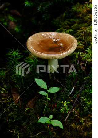 登山中の樹林帯で見かけた小さなキノコと苔の自然風景 登山中の樹林帯で見かけた小さなキノコと苔の自然風景 139156165