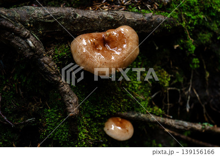 登山中の樹林帯で見かけた小さなキノコと苔の自然風景 登山中の樹林帯で見かけた小さなキノコと苔の自然風景 139156166