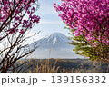 精進湖から望む富士山とミツバツツジ 139156332