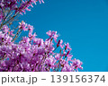 青空に映えるミツバツツジ 139156374