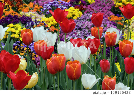 美しいチューリップの花 美しいチューリップの花 139156428