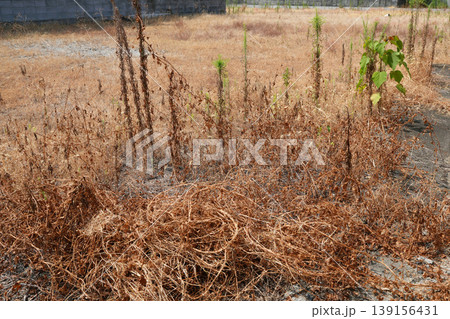 除草剤を散布した空き地 除草剤を散布した空き地 139156431