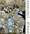 コブシの花 139156464