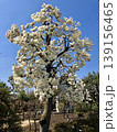 コブシの花 139156465