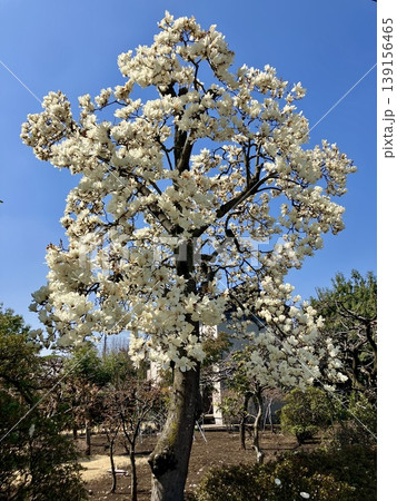 コブシの花 コブシの花 139156465