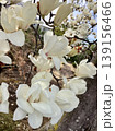 コブシの花 139156466