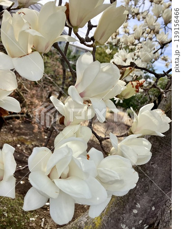 コブシの花 コブシの花 139156466