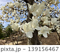 コブシの花 139156467