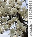 コブシの花 139156468