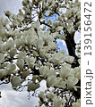 コブシの花 139156472