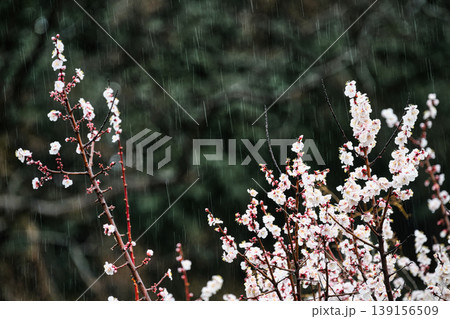 二月の里山に咲く白い梅の花と雨の軌跡 二月の里山に咲く白い梅の花と雨の軌跡 139156509