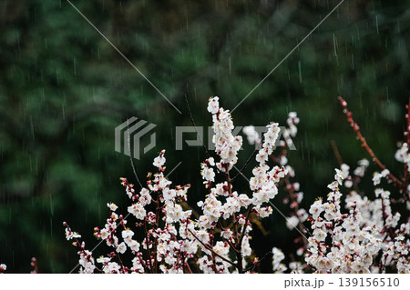 二月の里山に咲く白い梅の花と雨の軌跡 139156510
