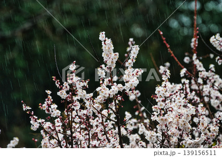 二月の里山に咲く白い梅の花と雨の軌跡 139156511