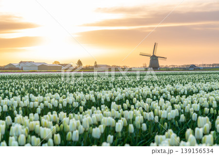 Golden Dawn Over Tulip Fields 139156534