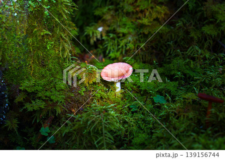 登山中の樹林帯で見かけた小さなキノコと苔の自然風景 登山中の樹林帯で見かけた小さなキノコと苔の自然風景 139156744