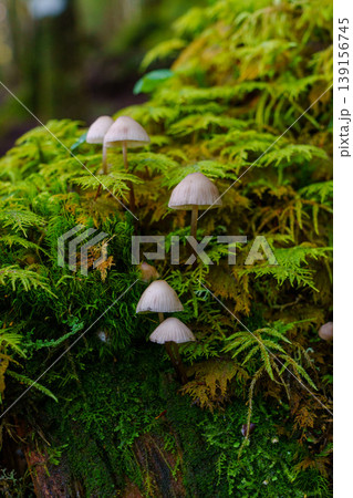 登山中の樹林帯で見かけた小さなキノコと苔の自然風景 139156745
