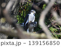 オオタカの交尾 139156850