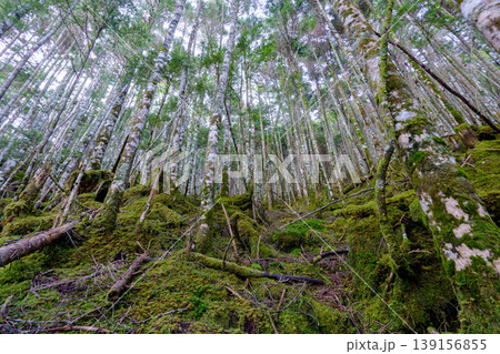 八ヶ岳天狗岳の登山道に広がる苔むす森の樹林帯 幻想的な自然風景 139156855
