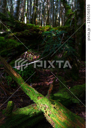 八ヶ岳天狗岳の登山道に広がる苔むす森の樹林帯 幻想的な自然風景 八ヶ岳天狗岳の登山道に広がる苔むす森の樹林帯 幻想的な自然風景 139156856