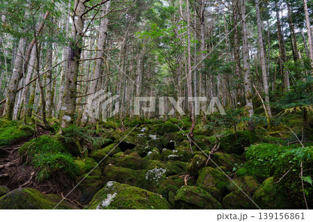 八ヶ岳天狗岳の登山道に広がる苔むす森の樹林帯 幻想的な自然風景 八ヶ岳天狗岳の登山道に広がる苔むす森の樹林帯 幻想的な自然風景 139156861