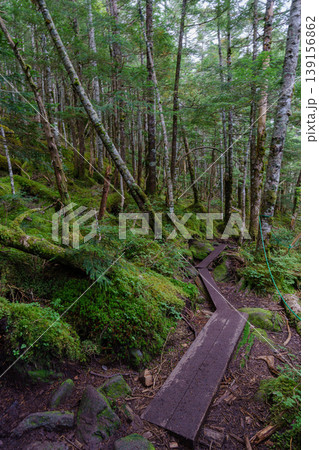 八ヶ岳天狗岳の登山道に広がる苔むす森の樹林帯 幻想的な自然風景 八ヶ岳天狗岳の登山道に広がる苔むす森の樹林帯 幻想的な自然風景 139156862